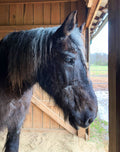 Guardian Angel Sponsorship: Barney