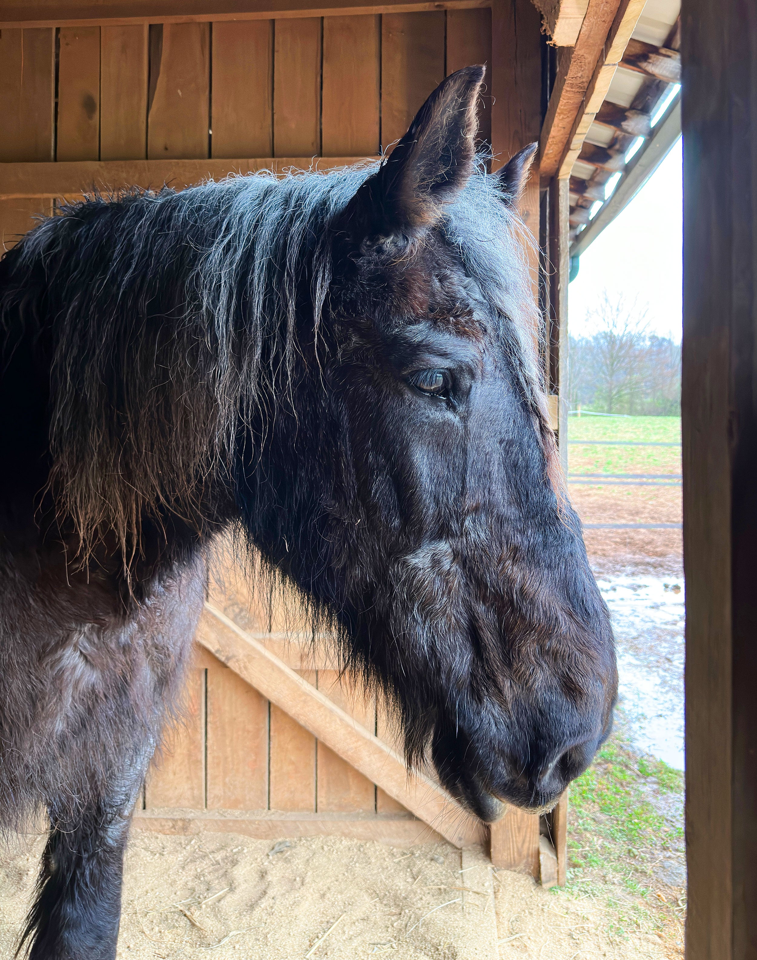 Guardian Angel Sponsorship: Barney