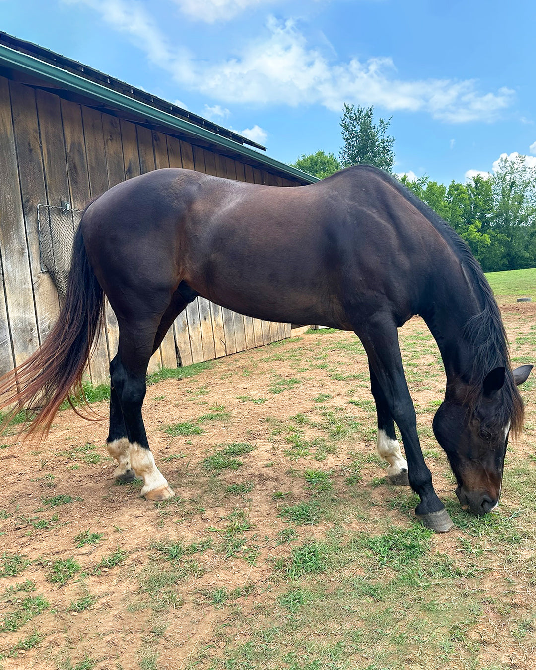 Guardian Angel Sponsorship: Zorro