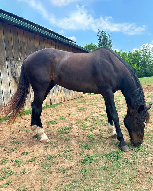 Guardian Angel Sponsorship: Zorro