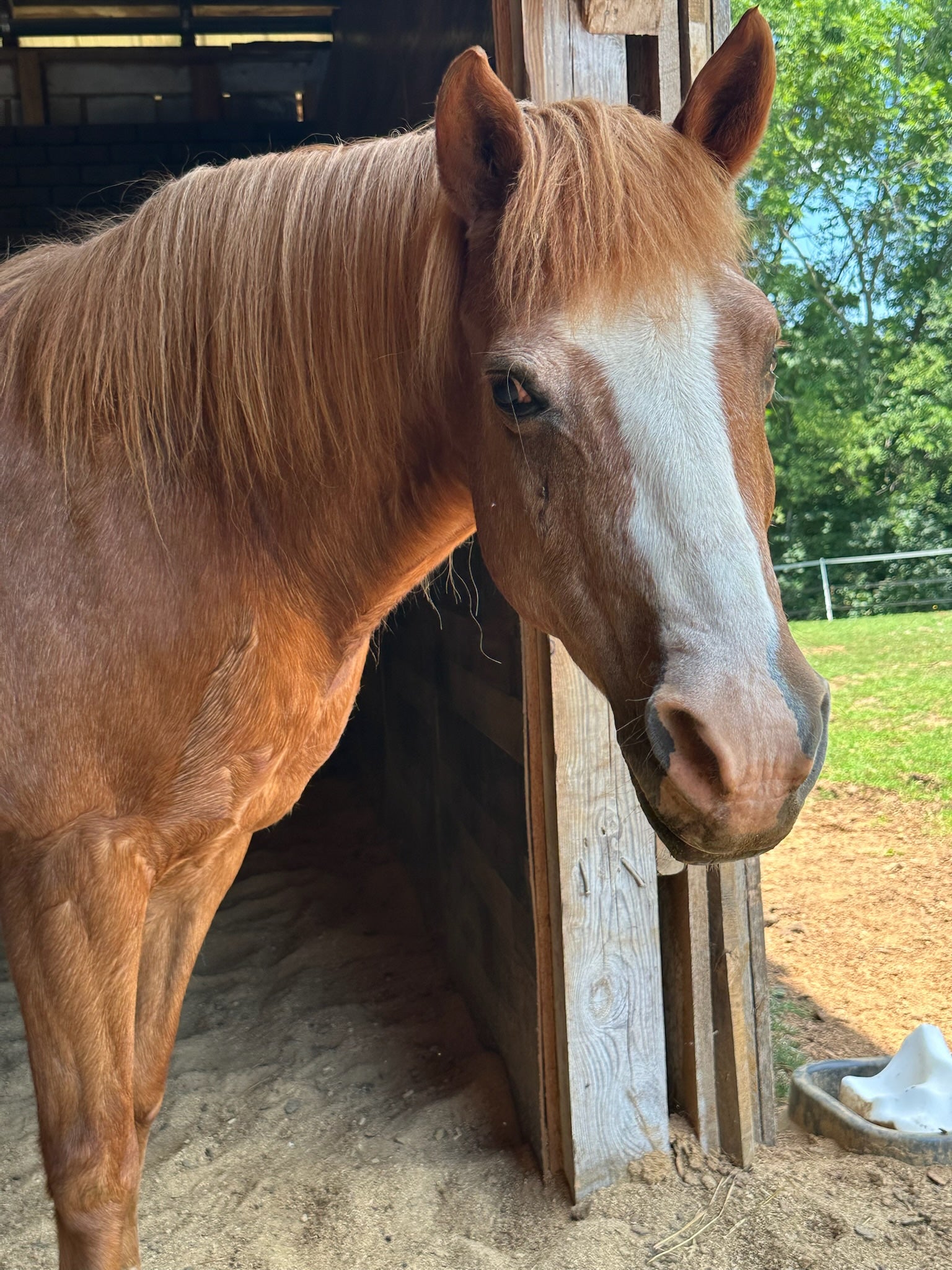 Guardian Angel Sponsorship: Ginger