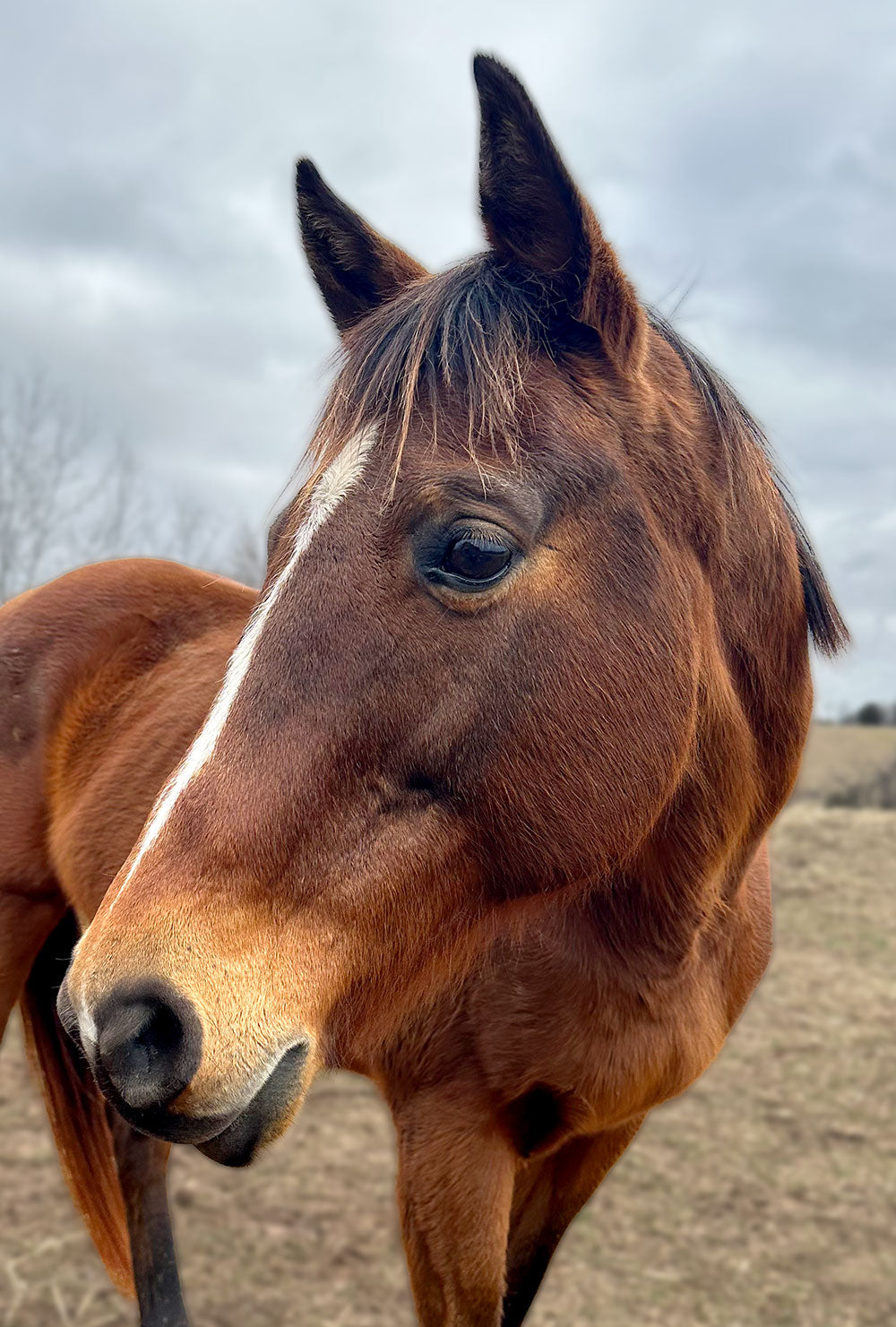Guardian Angel Sponsorship: Patti